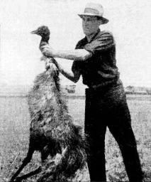 An actual emu war